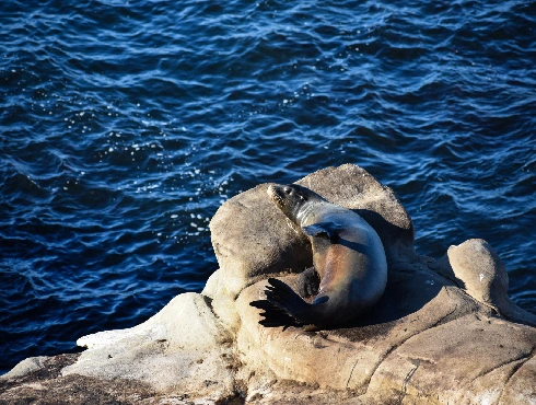 Sea Lion Watching on Vancouver Island